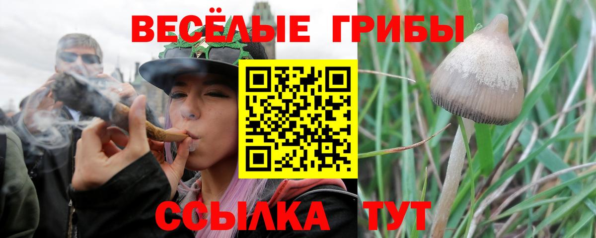 Псилоцибиновые грибы ЛСД  закладка  Кисловодск  Вход с VPN 